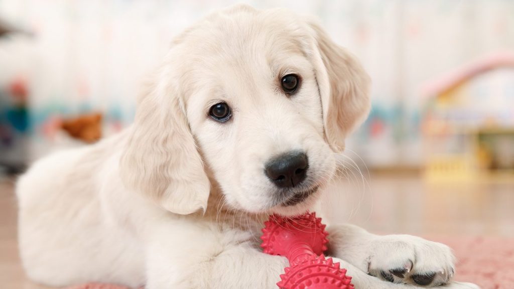 Κουταβάκι στέκεται μπροστά από το μπολ του και δεν φαντάζεστε τι κάνει πριν ξεκινήσει να τρώει (βίντεο)