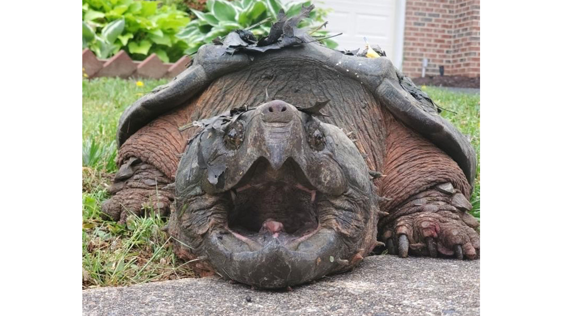 Τρομερές εικόνες: Χελώνα-αλιγάτορας 30 κιλών «κόβει» βόλτες