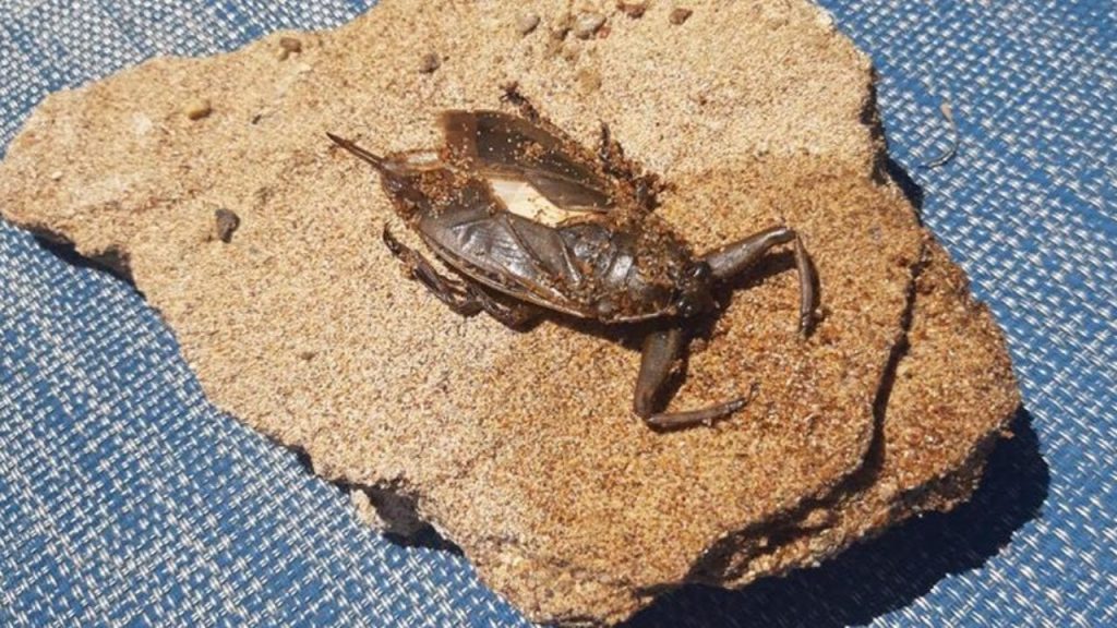 Ληθόκερος: Το μεγαλύτερο υδρόβιο έντομο της Ευρώπης έσπειρε τον τρόμο στην Κομοτηνή (βίντεο)