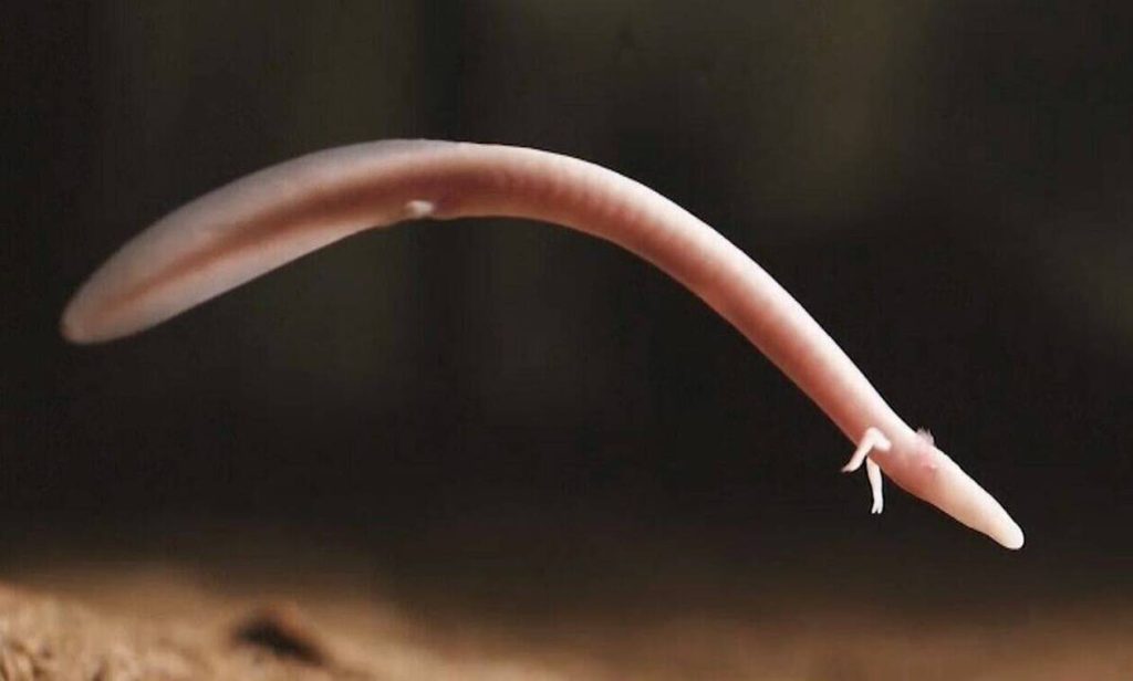 Οι “Δράκοι των σπηλαίων” ζουν έναν αιώνα και βρίσκονται στην Ευρώπη (βίντεο)