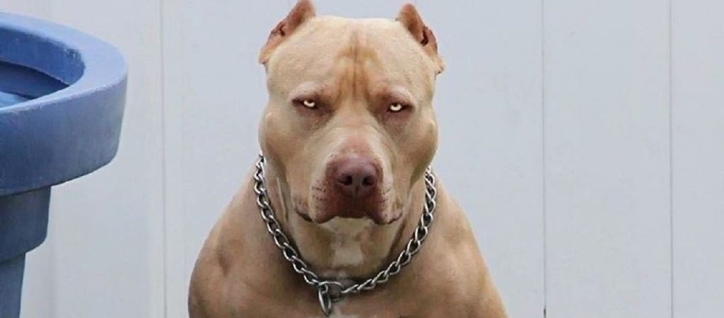 Χαλκίδα: Πίτμπουλ «έσπειρε» πανικό – Δάγκωσε γυναίκα (βίντεο)