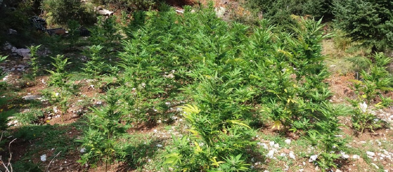 Ηράκλειο: Τα χασισόδεντρα είχαν ξεπεράσει το ενάμισι μέτρο