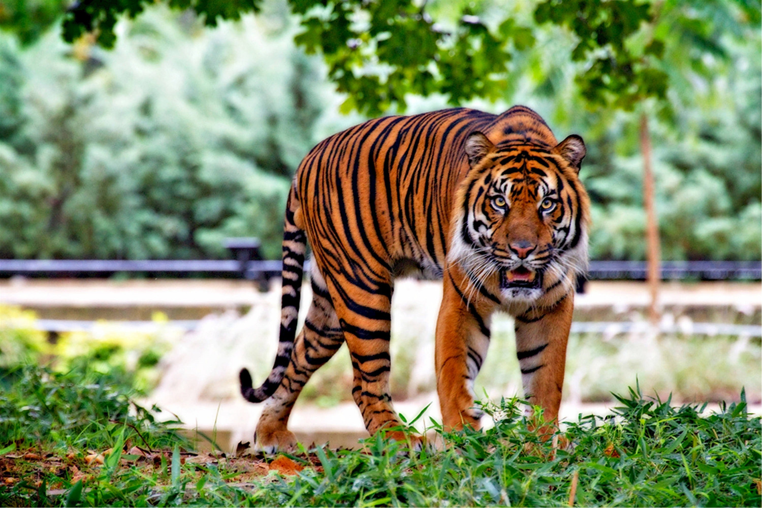 Ινδία: Tραυματισμένη τίγρης σπέρνει τον τρόμο (βίντεο)