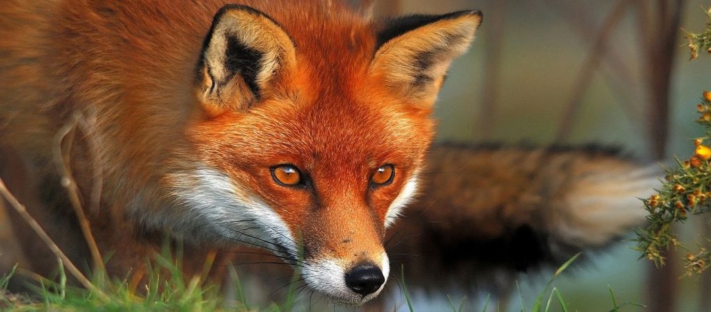 Τι κάνει η αλεπού στη Βουλιαγμένη; (βίντεο)