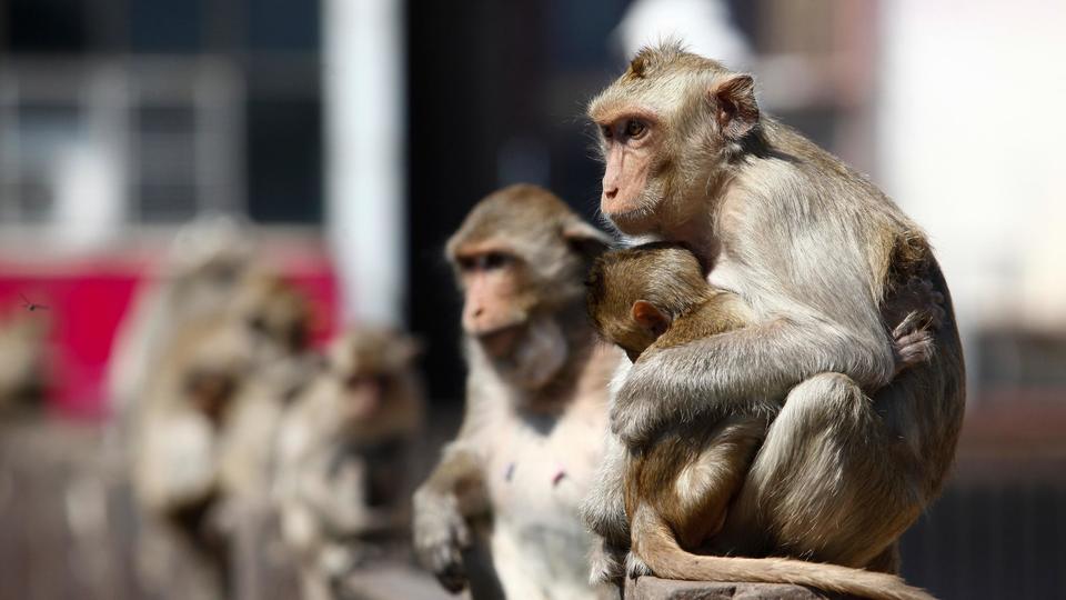 Ταϊλάνδη: Mαϊμούδες μανιακές με… τον έρωτα κατέλαβαν ολόκληρη πόλη – Τρέχουν να κρυφτούν οι κάτοικοι (βίντεο)