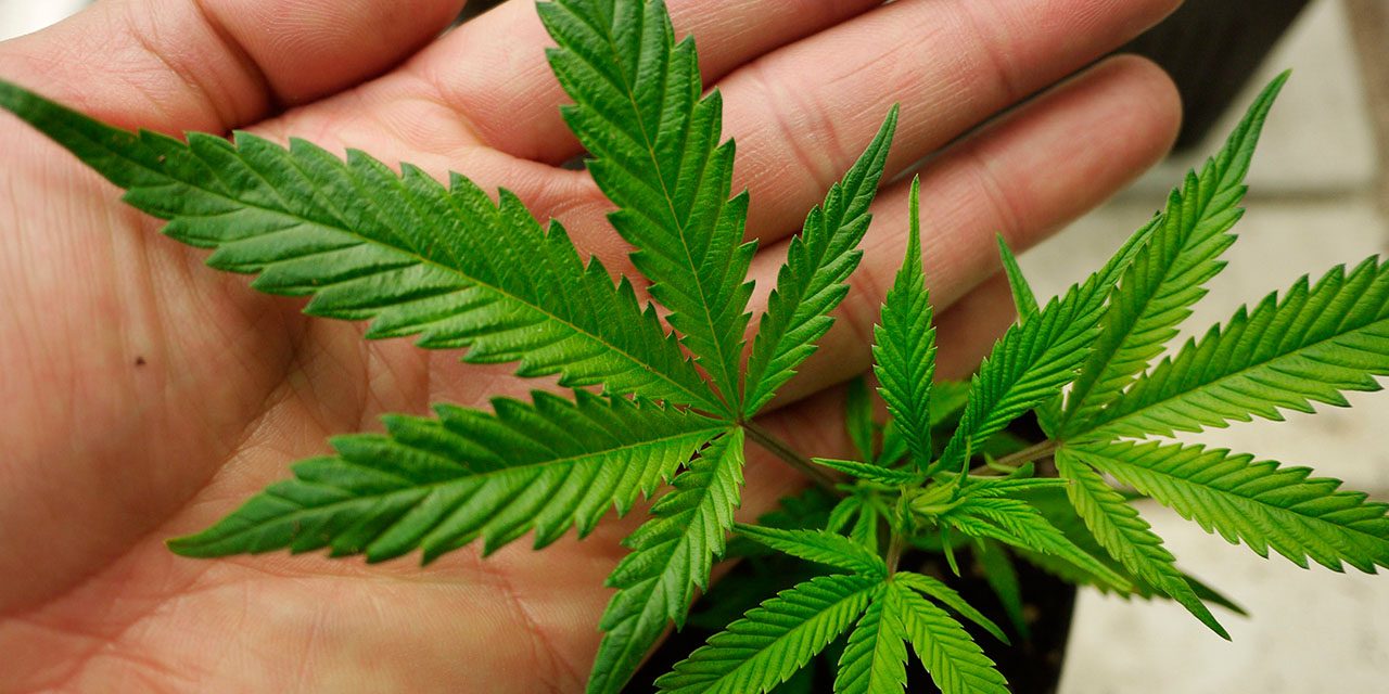 Ανησυχητική έρευνα: Αυξήθηκε ο αριθμός των 16χρονων Ελληνόπουλων που θεωρούν ακίνδυνη τη χρήση κάνναβης