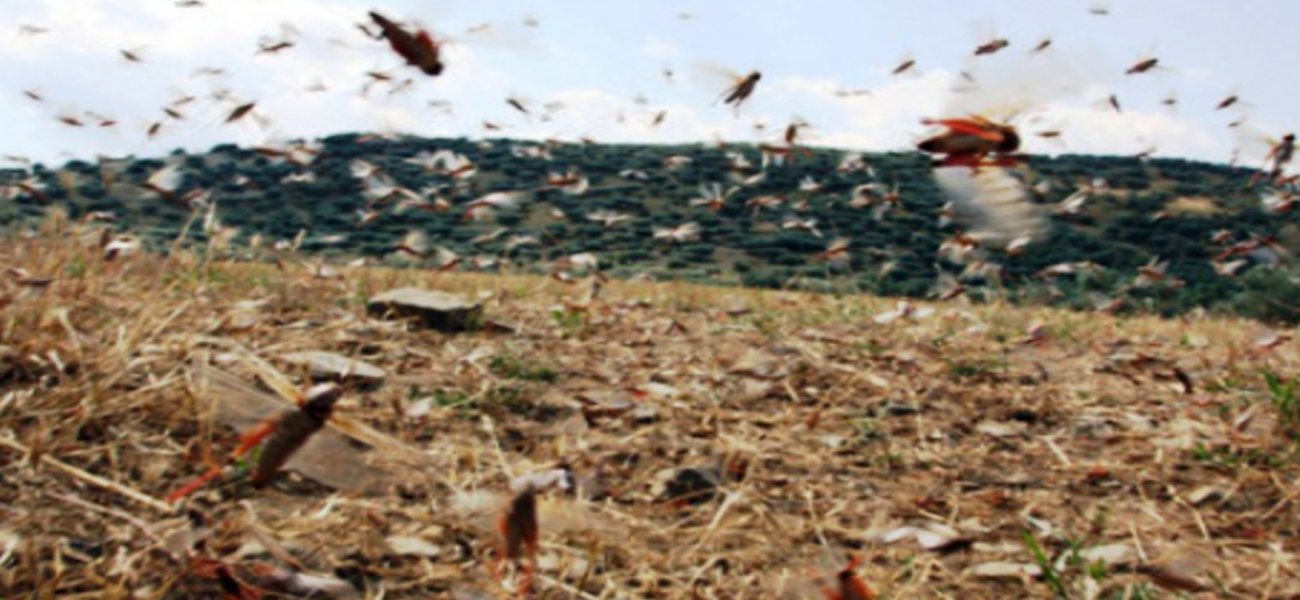 Απίστευτες εικόνες: Επίθεση από 40 εκατομμύρια ακρίδες στην Αργεντινή (βίντεο)