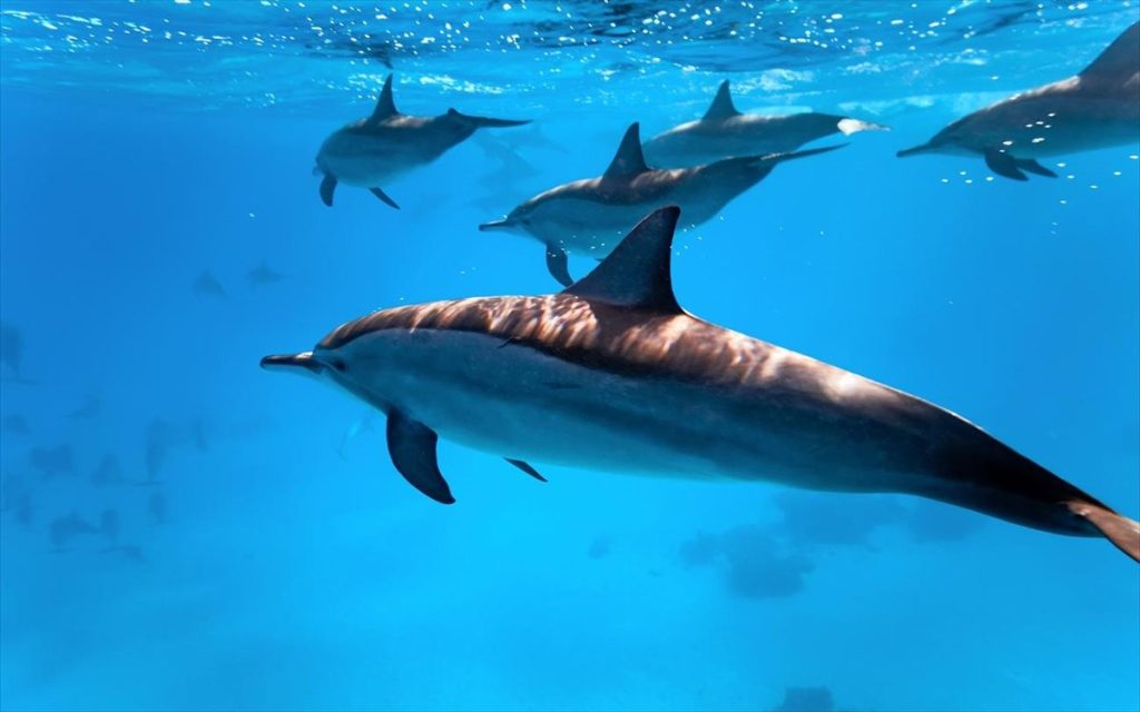 Γαλλία: Τεράστιος αριθμός νεκρών δελφινιών ξεβράζονται στις ακτές