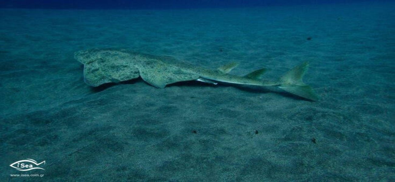 Αυτό είναι το είδος καρχαρία που βρίσκεται σε κίνδυνο στο Αιγαίο (φωτό)