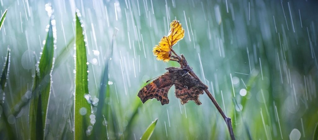 Εάν έχεις φτερά… διάβαινε: Έτσι «εξουδετερώνεται» η βροχή