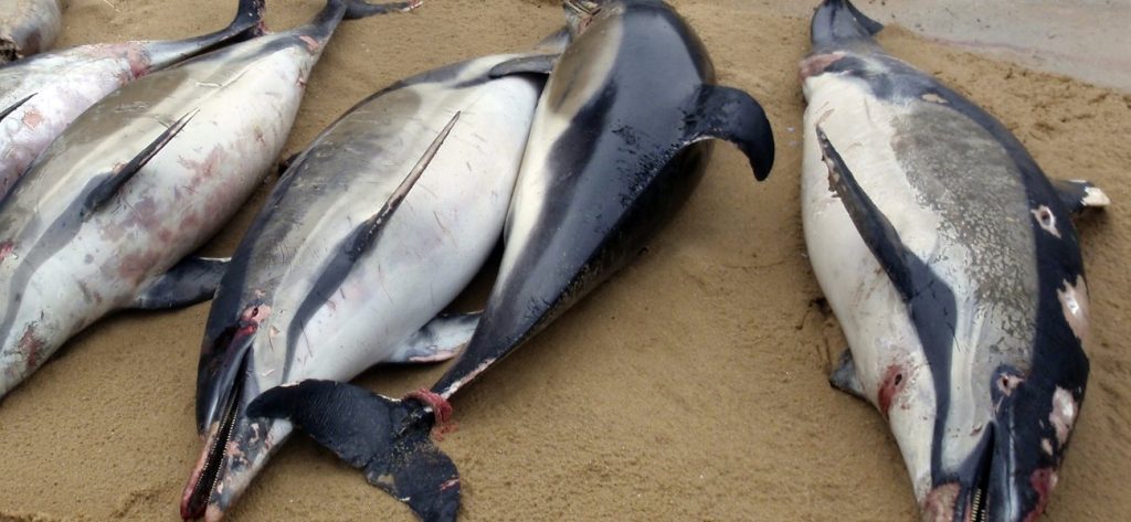 Ρεκόρ νεκρών δελφινιών στην Γαλλία