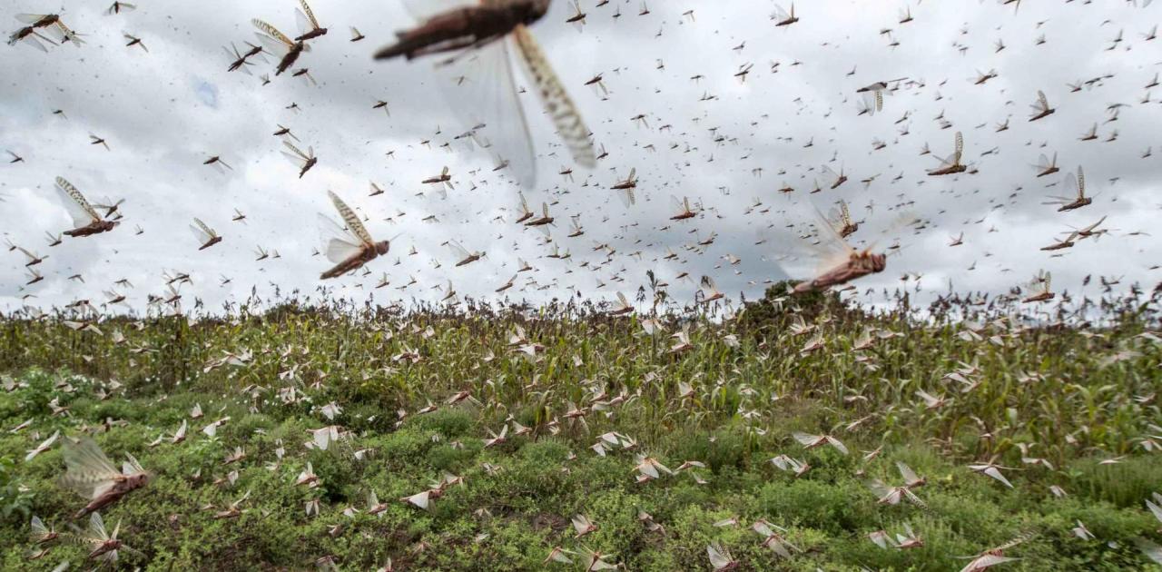 Οι πληγές του Φαραώ χτυπάνε την Ινδία – Σμήνη ακρίδων βιβλικών διαστάσεων σε όλη την χώρα (βίντεο)