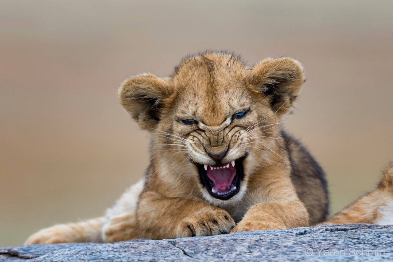 Μικρό λιονταράκι προσπαθεί να βρυχηθεί  σαν μεγάλο αλλά… μένει στην προσπάθεια (βίντεο)