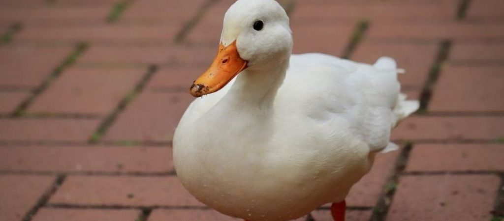 Ξεκαρδιστικό: Πάπια «υποδύεται» τη νεκρή για να γλιτώσει από σκύλο (βίντεο)