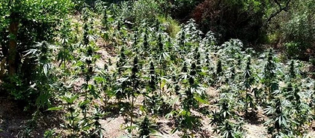Μεσσηνία: Χασισοφυτείες Αλβανών εντόπισε το ελικόπτερο της Αστυνομίας