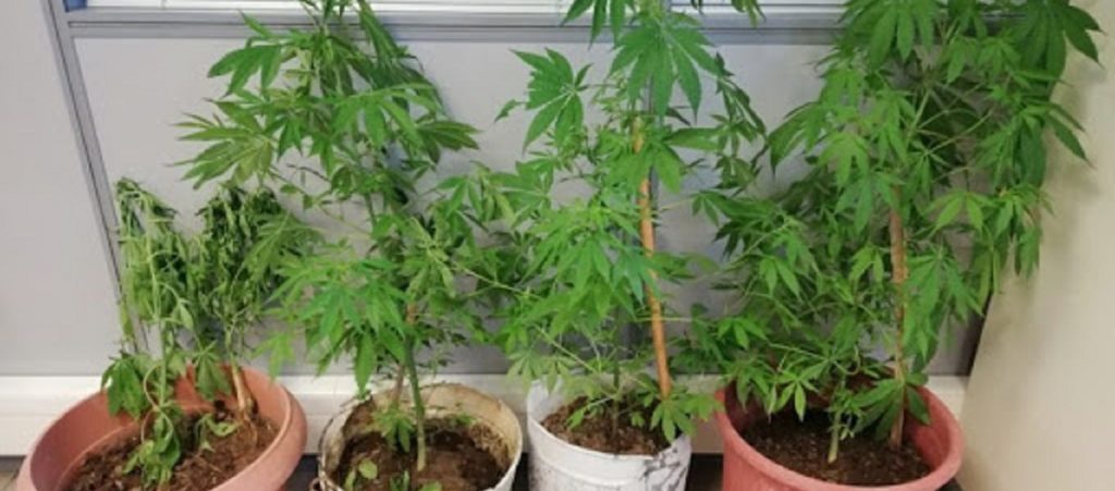 Οικογενειακή «επιχείρηση»: Καλλιεργούσαν χασισόδεντρα στη Λάρισα