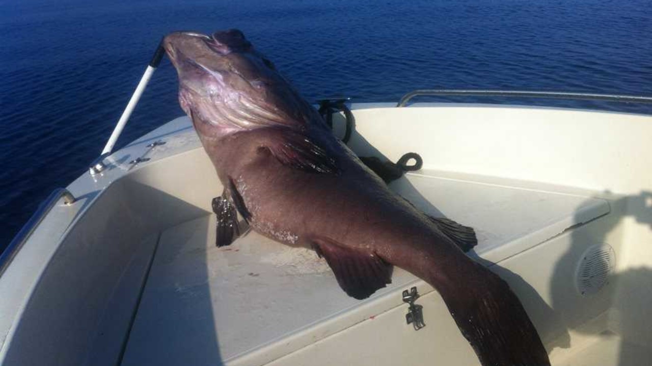 Αμοργός: «Γιγαντιαία» ψαριά βλάχου στα δίχτυα τυχερού ψαρά (βίντεο)