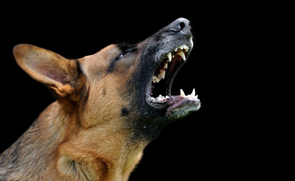 Σκύλος δάγκωσε διαρρήκτη καταστήματος στα Χανιά