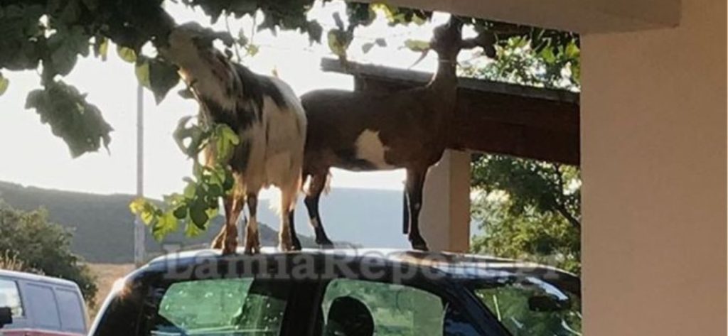 O απίστευτος τρόπος που έφτασαν οι κατσίκες το φαγητό τους (φώτο)