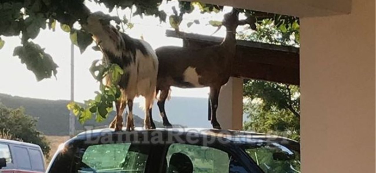 O απίστευτος τρόπος που έφτασαν οι κατσίκες το φαγητό τους (φώτο)