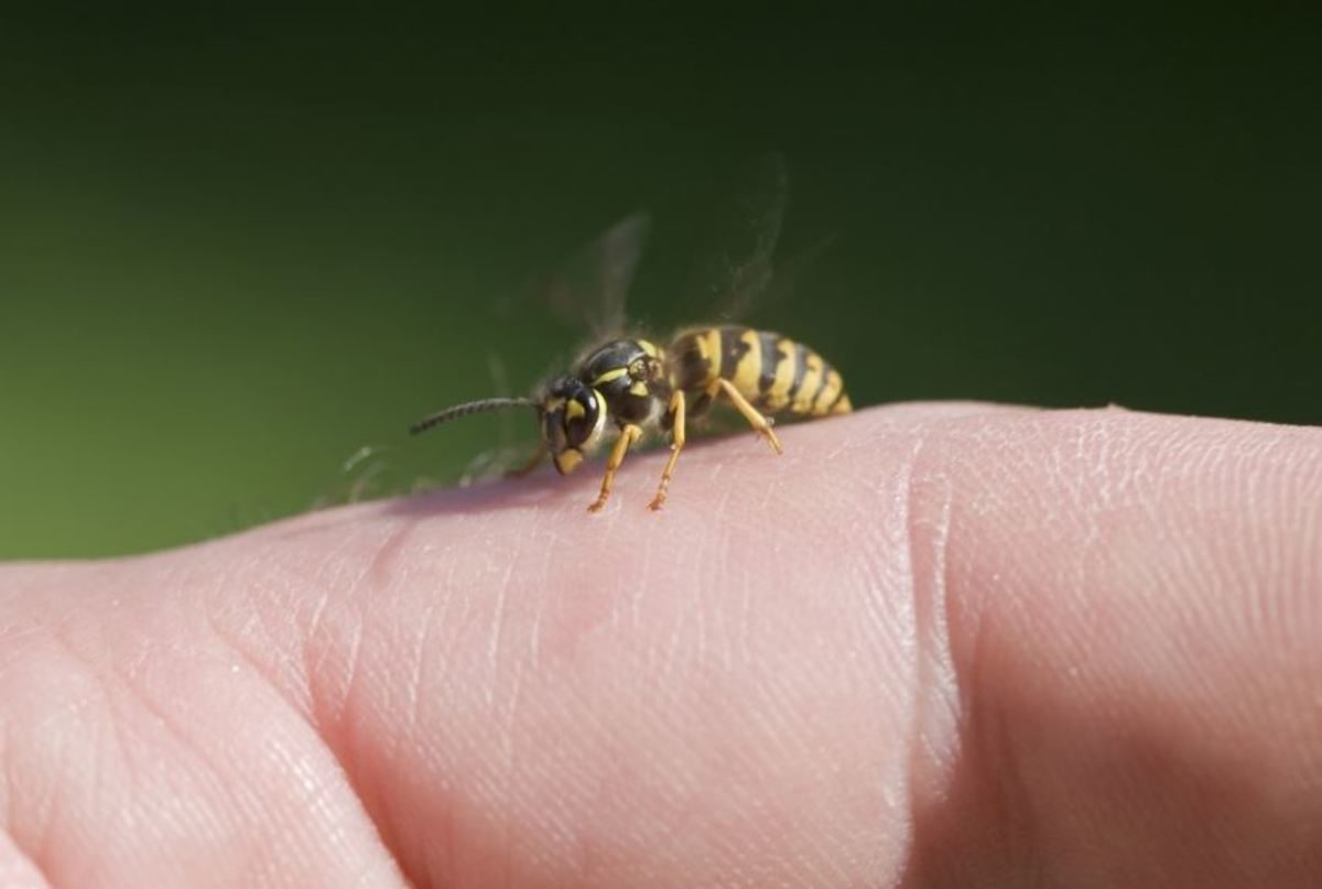 Σας τσίμπησε μέλισσα ή σφήκα; – Οι πρώτες κινήσεις που πρέπει να κάνετε