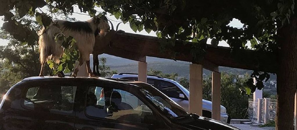 Λαμία: Κατσίκες σκαρφάλωσαν σε αυτοκίνητο για να φάνε