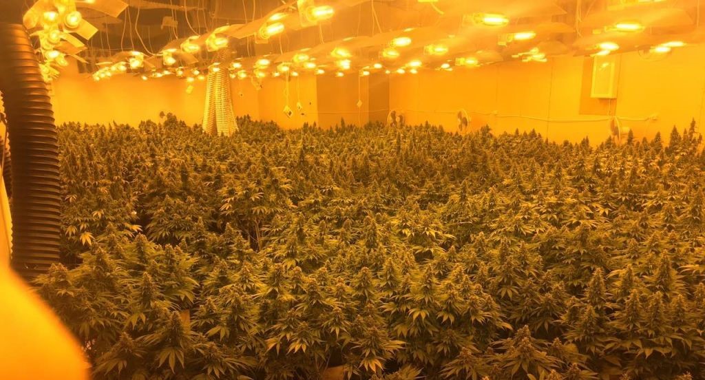 Αγία Βαρβάρα: Εντοπίστηκε φυτώριο καλλιέργειας δενδρυλλίων κάνναβης