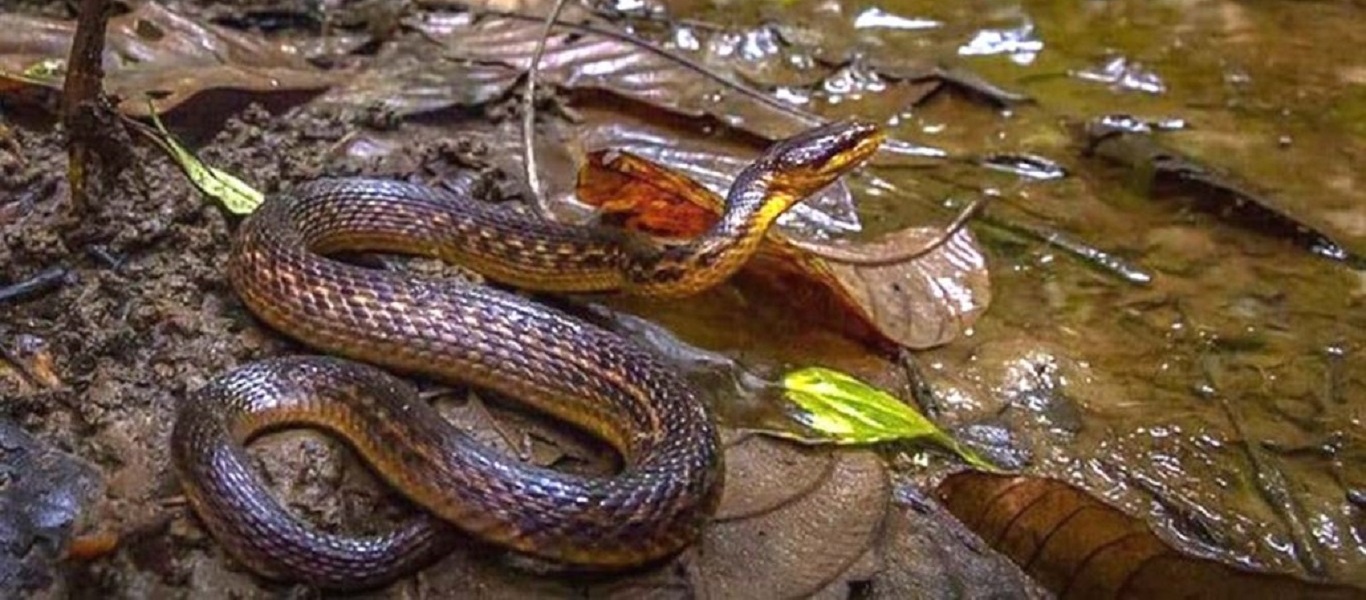 Ινδία: Το φίδι που χάθηκε και βρέθηκε 129 χρόνια αργότερα