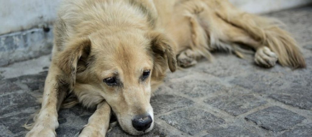 Κομοτηνή: Ασυνείδητος κλότσησε αδέσποτο – Πρόστιμο 30.000 ευρώ (βίντεο)