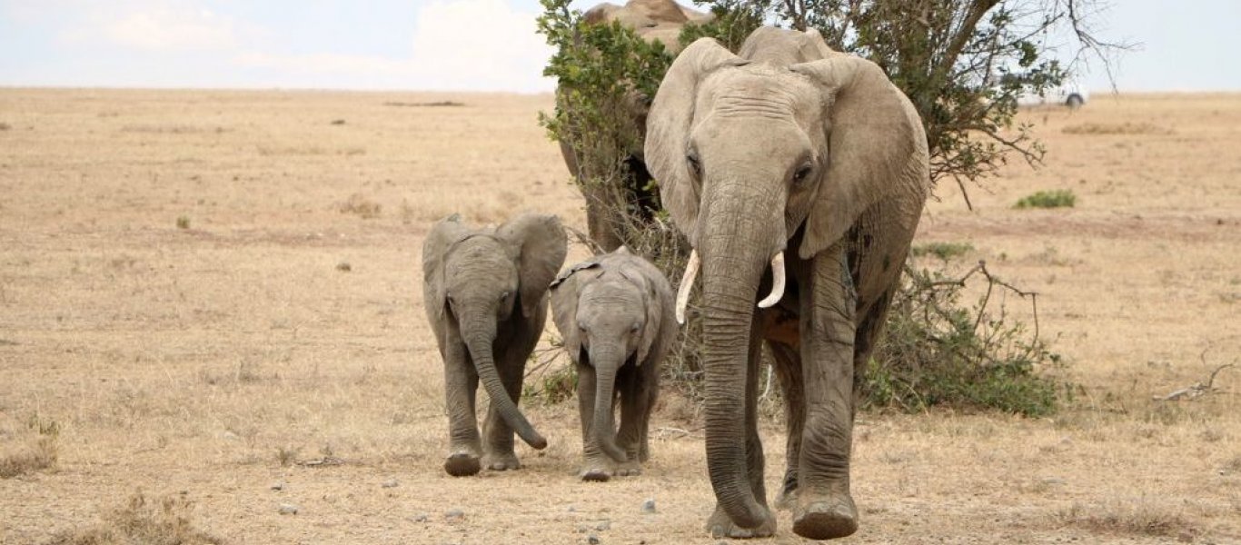 Μυστήριο με τον θάνατο 350 ελεφάντων στη Μποτσουάνα – Τι πιστεύουν οι επιστήμονες; (φωτο)