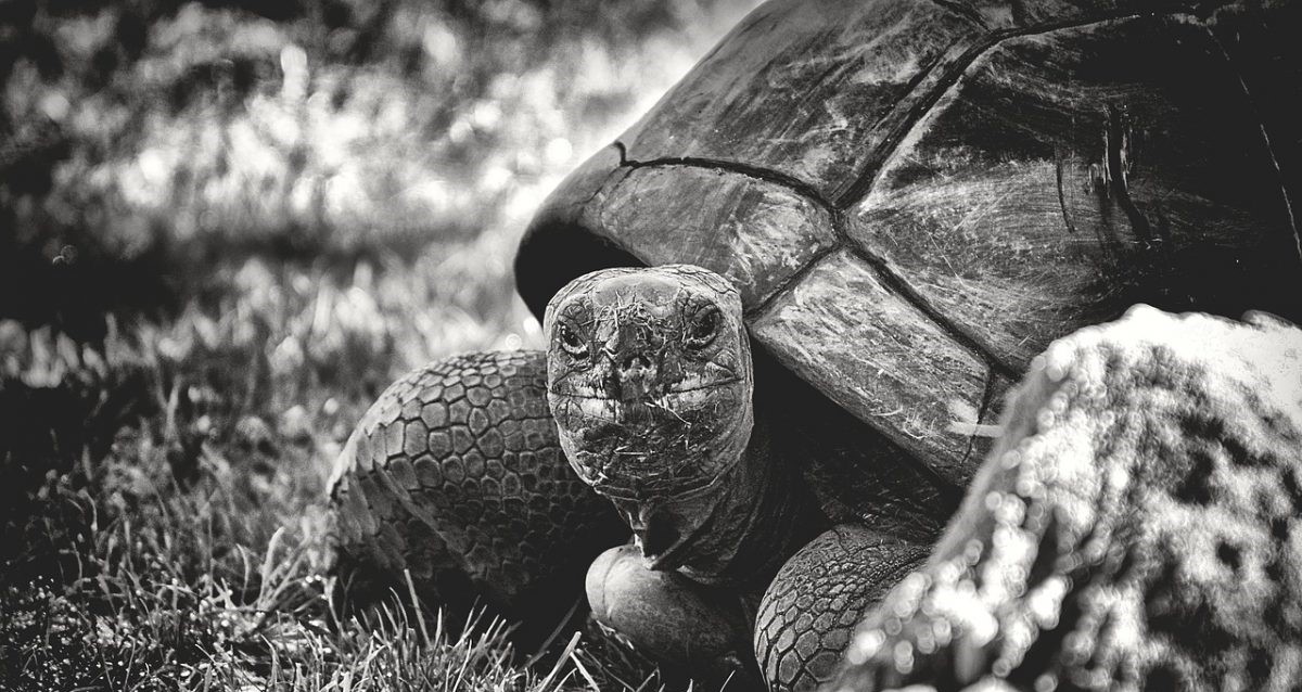 15 γιγαντιαίες χελώνες έσωσαν το είδος τους από εξαφάνιση