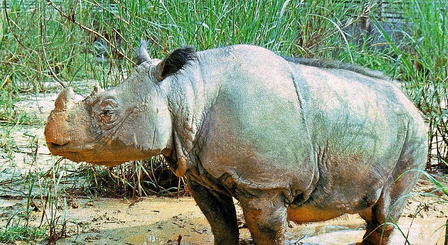 Αυτός ο σπάνιος ρινόκερος της Ιάβας απολαμβάνει το… λασπόλουτρο του (βίντεο)