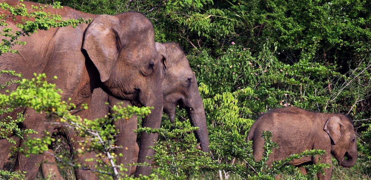 Νότια Αφρική: Συνεχίζεται το μυστήριο γύρω από τους μαζικούς θανάτους ελεφάντων (φωτό)