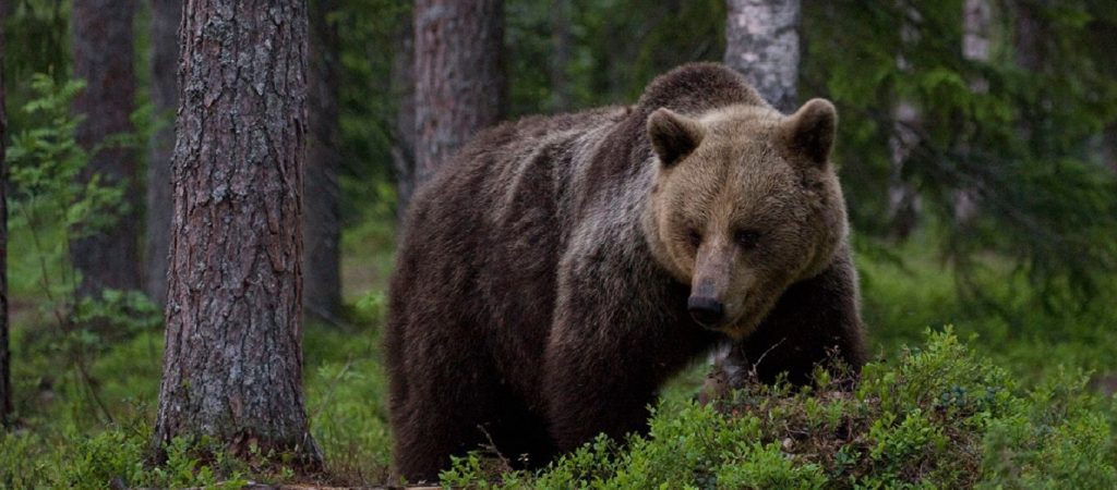 Επικίνδυνη συνήθεια: Είδε αρκούδα και στήθηκε για… σέλφι (βίντεο)