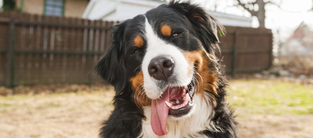 Λάρισα: Σκύλος κατασπάραξε μικρόσωμο σκυλάκι μπροστά στα μάτια της ιδιοκτήτριάς του