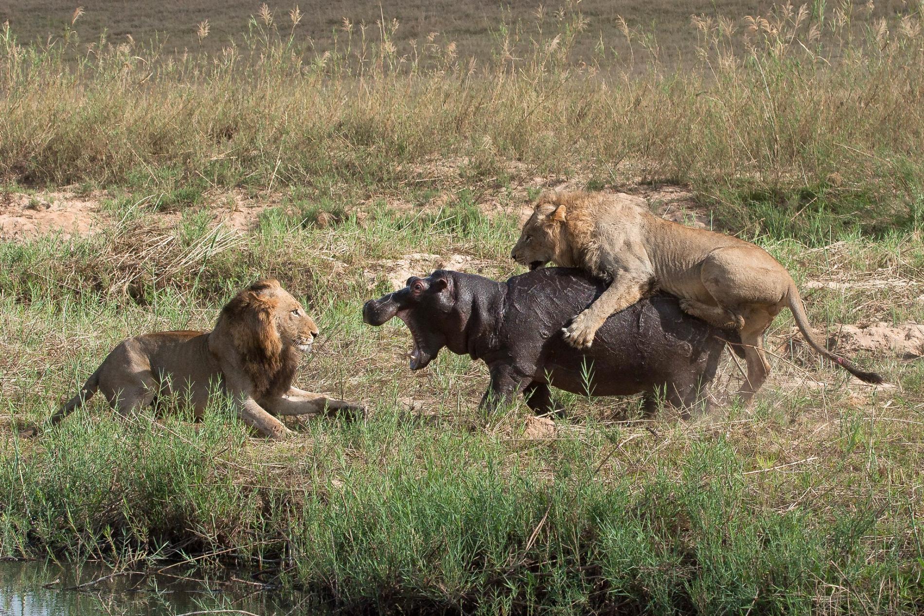 Ιπποπόταμος δίνει επική μάχη για τη ζωή του ενάντια σε 5 λιοντάρια (βίντεο)