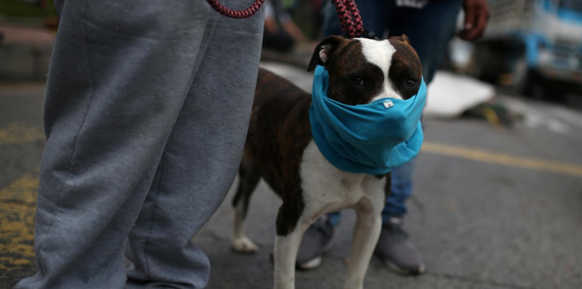 ΗΠΑ: Σκύλος θετικός στον κορωνοϊό – Οι ιδιοκτήτες του είχαν νοσήσει