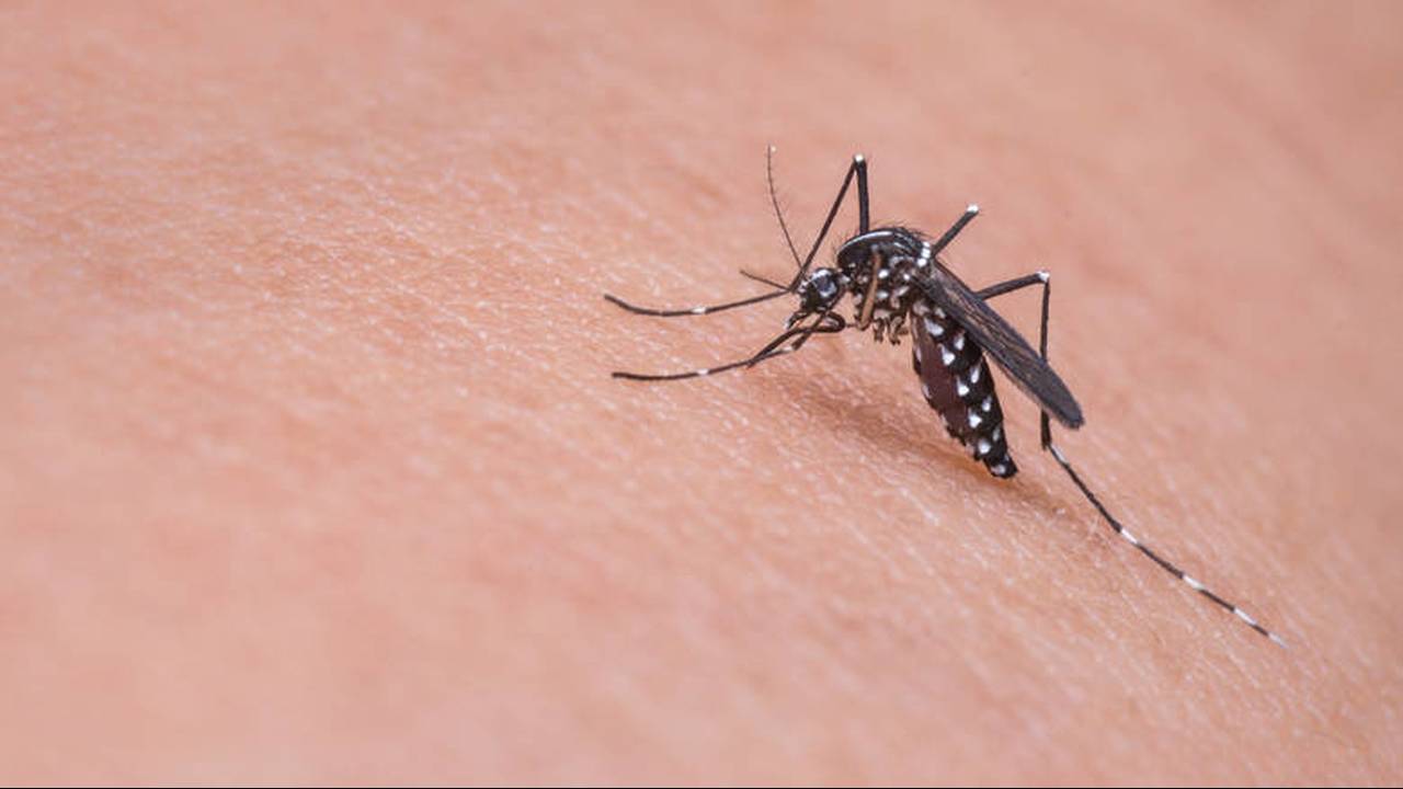 Κουνούπια: Να τι πρέπει να κάνετε για να μην σας τσιμπάνε