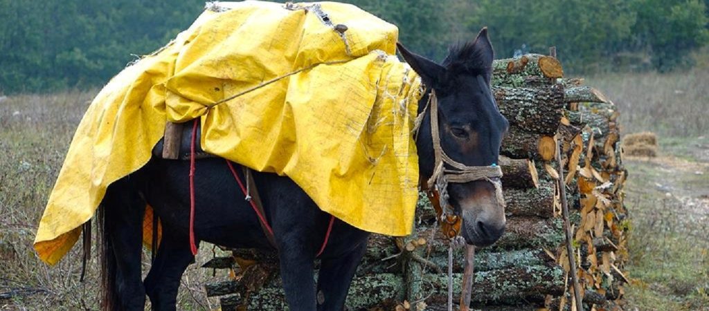 Το παράκανε: 75χρονος έπεσε από γάιδαρο φορτωμένο με ξύλα και κατέληξε στο νοσοκομείο