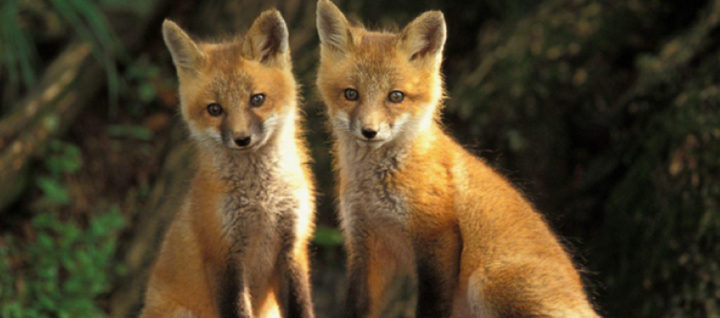 «Παιχνιδιάρικες» αλεπούδες βρήκαν καταφύγιο σε σπίτι στο Ωραιόκαστρο (βίντεο)