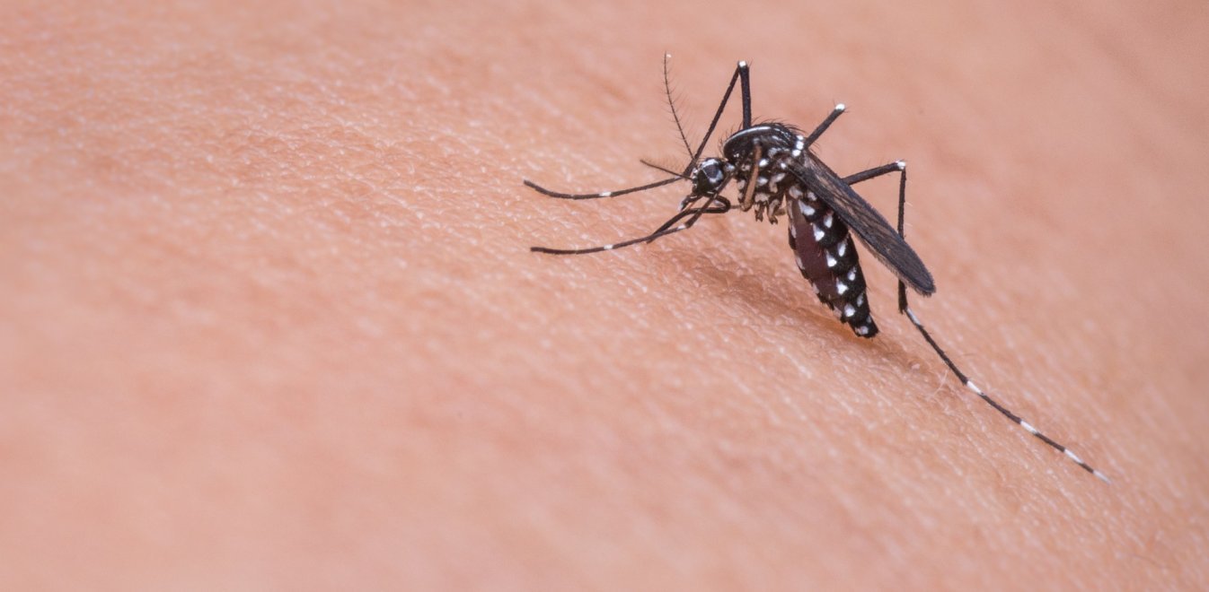 ΕΟΔΥ: Αναλυτικές οδηγίες για τα κουνούπια – Πως να τα αποφύγουμε (φώτο)