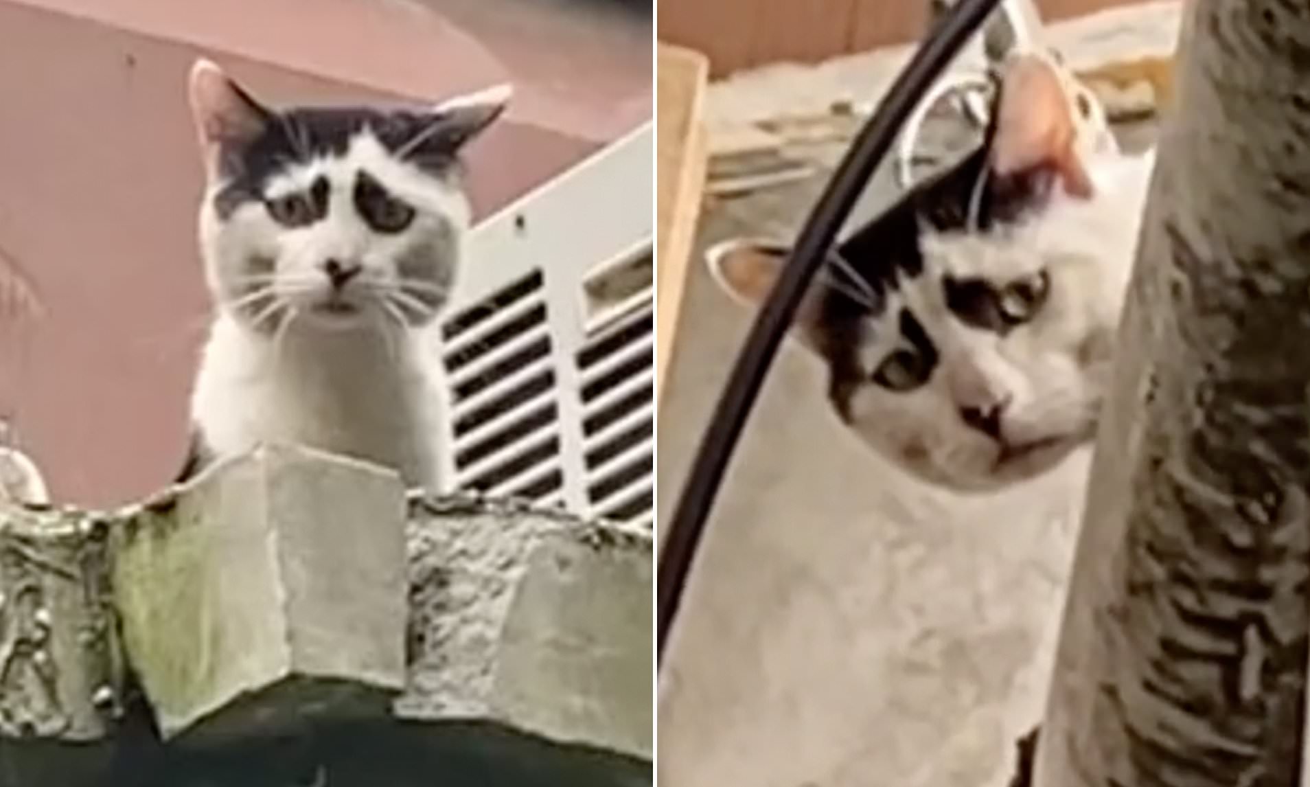 H… θλιμμένη γάτα που «τρέλανε» το διαδίκτυο (βίντεο)
