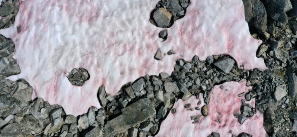 Άλπεις: Το χιόνι βάφτηκε ροζ και οι επιστήμονες δεν το βλέπουν με… καλό ματι (φώτο)