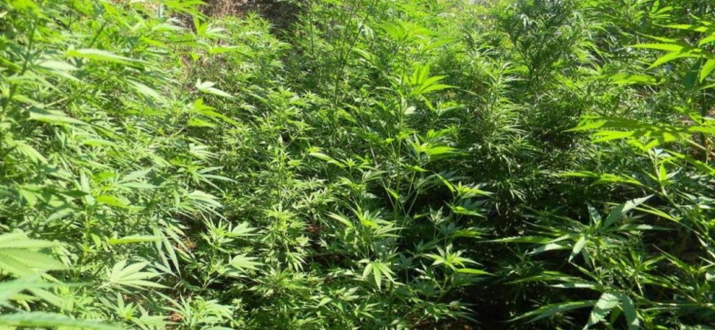 Ρόδος: Δεύτερη σύλληψη επιχειρηματία για διακίνηση νόμιμης βιομηχανικής κάνναβης