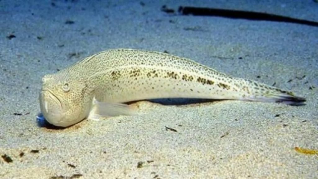 Αυτά είναι τα δέκα πιο επικίνδυνα ψάρια – Mπορεί να αποδειχτούν θανάσιμα (βίντεο)