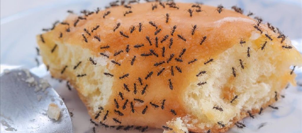 Εφτά τρόποι για να πείτε «αντίο» στα μυρμήγκια στην κουζίνα