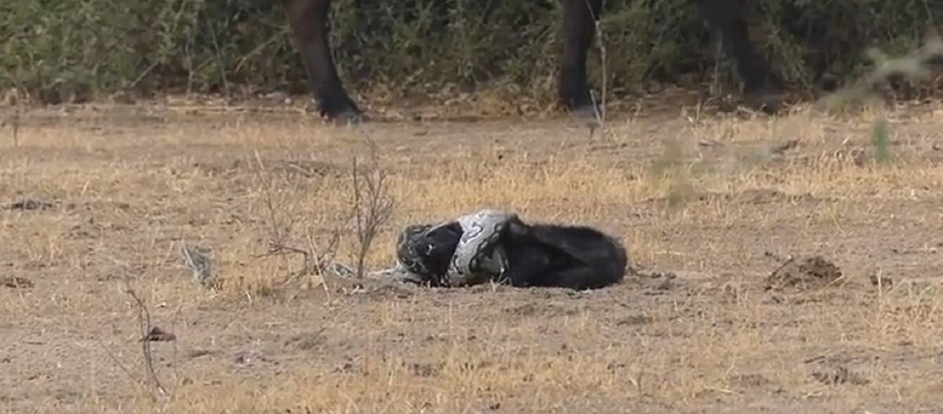 Ασβός σώθηκε από επίθεση πύθωνα: Πώς τα κατάφερε (βίντεο)
