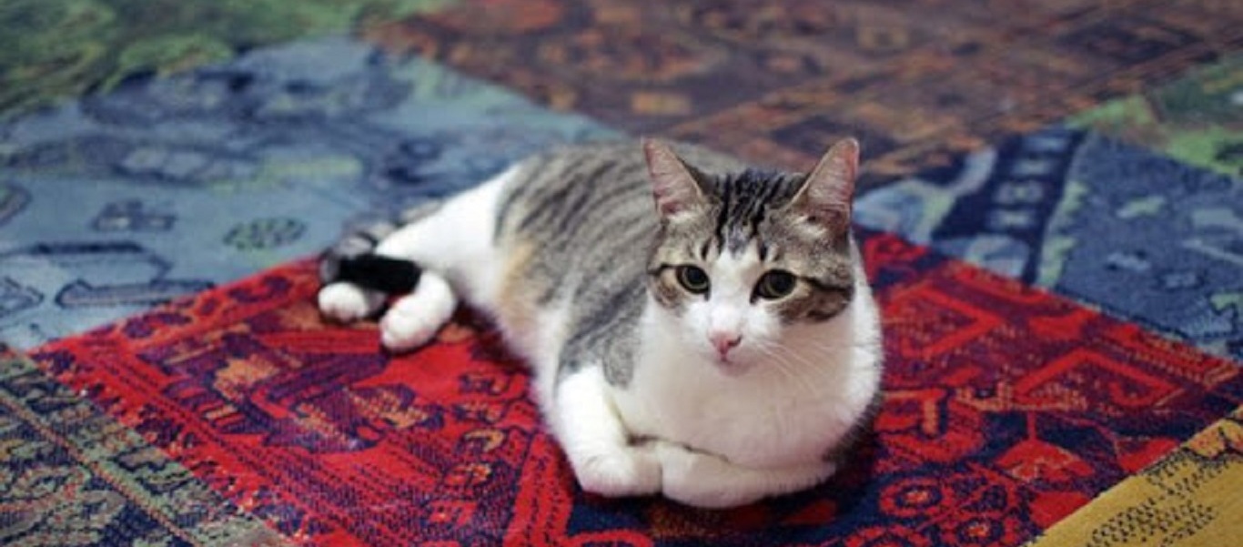 Αυστραλία: Γάτα μόλυνε ηλικιωμένη – Κατέληξε στο νοσοκομείο