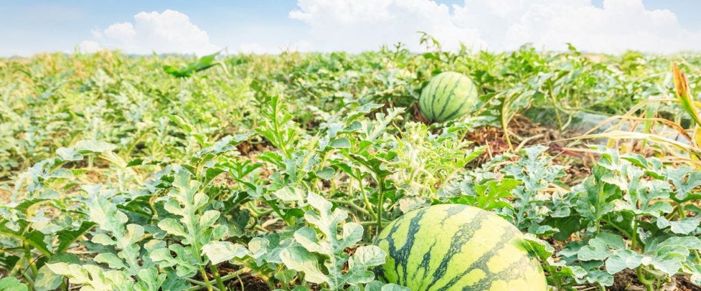 Κιλκίς: «Μουσικόφιλα» καρπούζια μεγαλώνουν υπό τις μελωδίες των… Μότσαρτ και Μπετόβεν