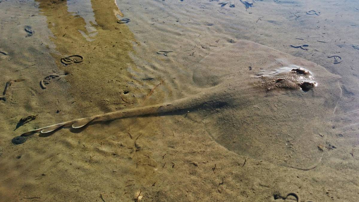 Γερμανία: Εντοπίστηκε σπάνιο σαλάχι έπειτα από πολλά χρόνια (φώτο)